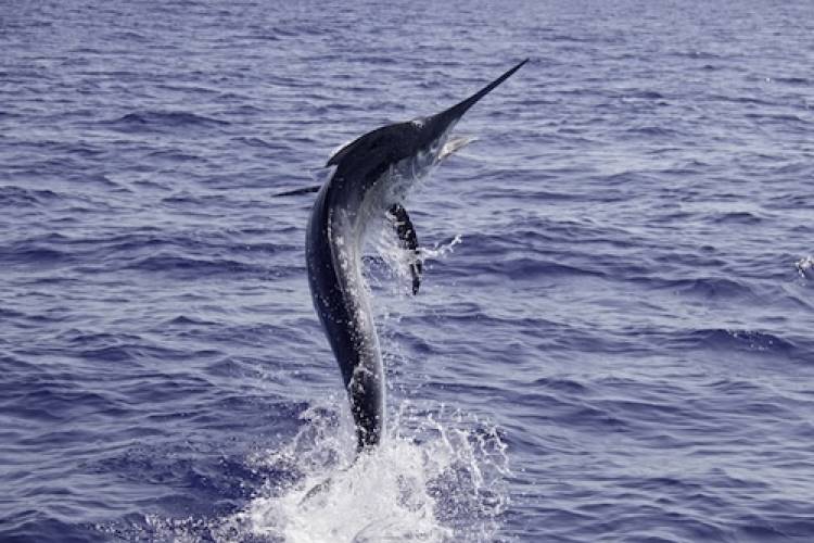 Billfish jumping out of the water