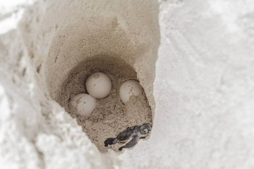 One hatchling next to eggs in a turtle nest
